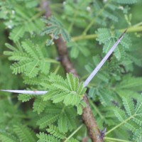 Vachellia planifrons (Wight & Arn.) Ragup., Seigler, Ebinger & Maslin